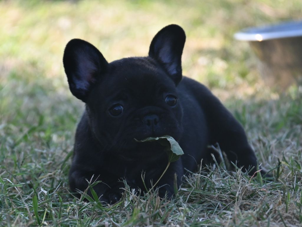 des Nuits de Reves - Chiots disponibles - Bouledogue français