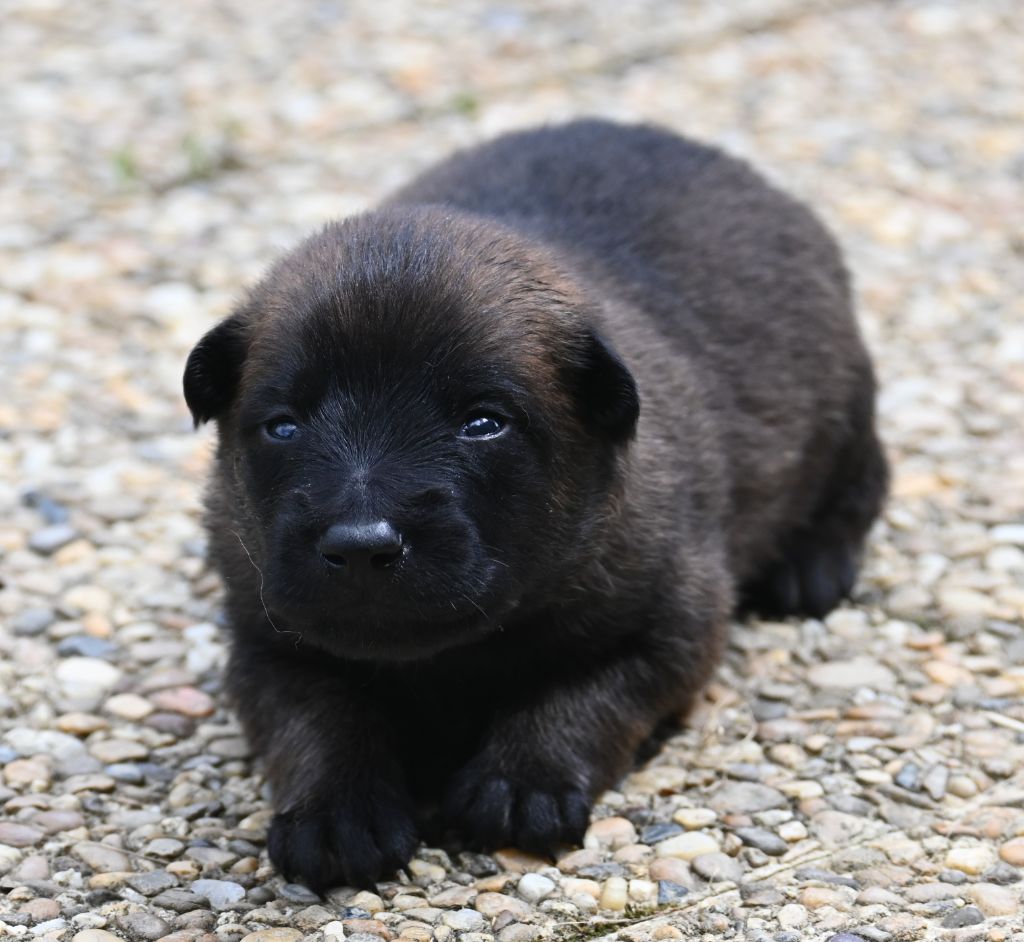des Nuits de Reves - Chiots disponibles - Berger Belge