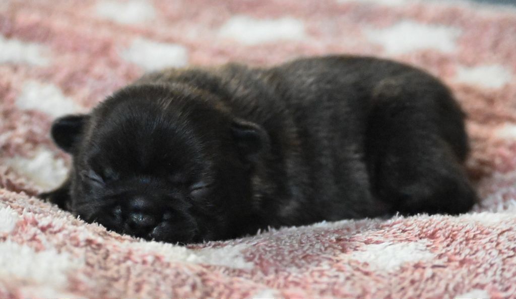 des Nuits de Reves - Chiots disponibles - Bouledogue français