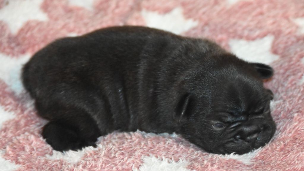 des Nuits de Reves - Chiots disponibles - Bouledogue français