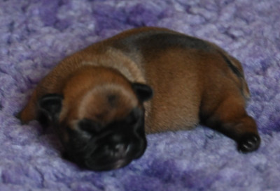 CHIOT 1