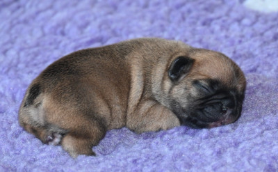 CHIOT 5