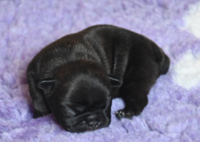 CHIOT 6