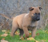 CHIOT