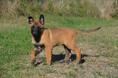 CHIOT