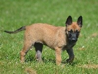 CHIOT