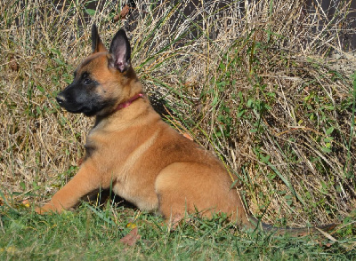 CHIOT