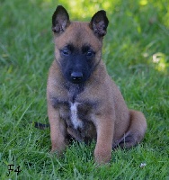 CHIOT