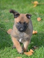 CHIOT