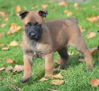 CHIOT