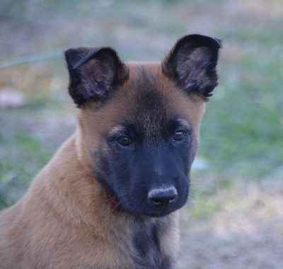 CHIOT