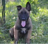 CHIOT