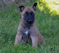 CHIOT