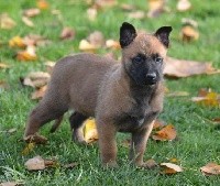CHIOT