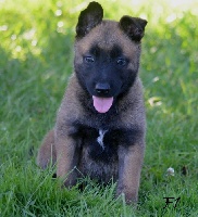 CHIOT