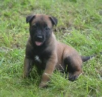 CHIOT