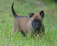 CHIOT