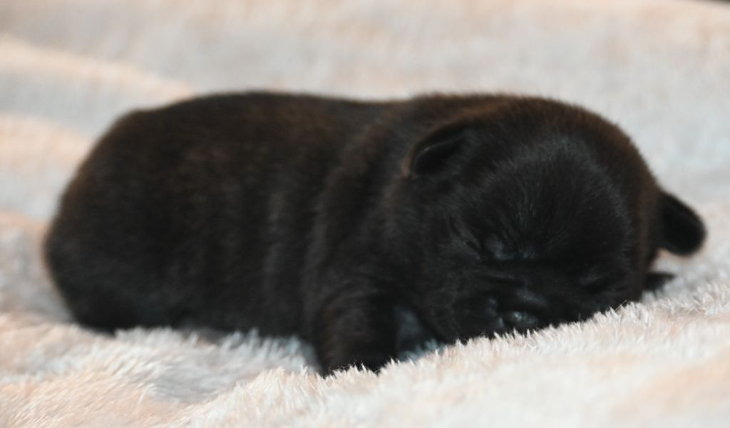 des Nuits de Reves - Chiots disponibles - Bouledogue français