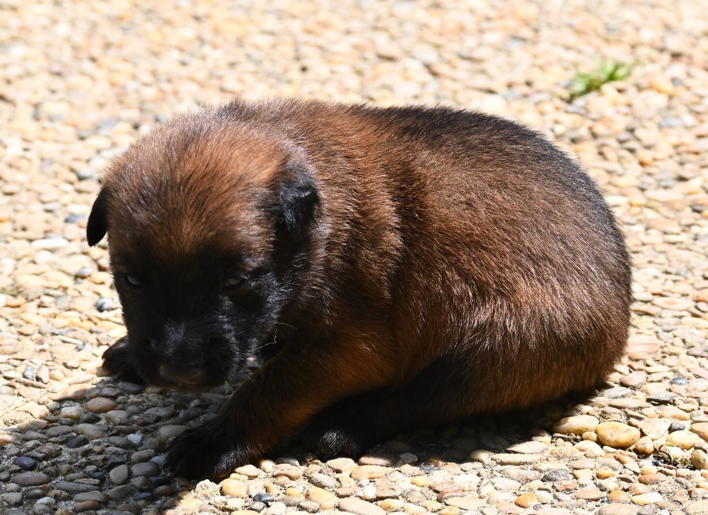 des Nuits de Reves - Chiots disponibles - Berger Belge