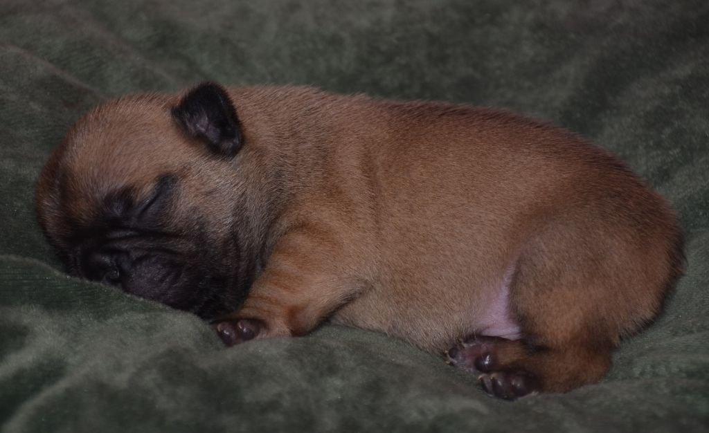 des Nuits de Reves - Chiots disponibles - Bouledogue français