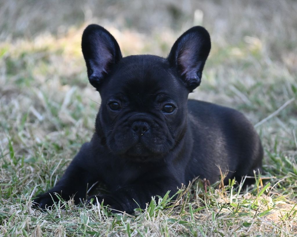 des Nuits de Reves - Chiots disponibles - Bouledogue français