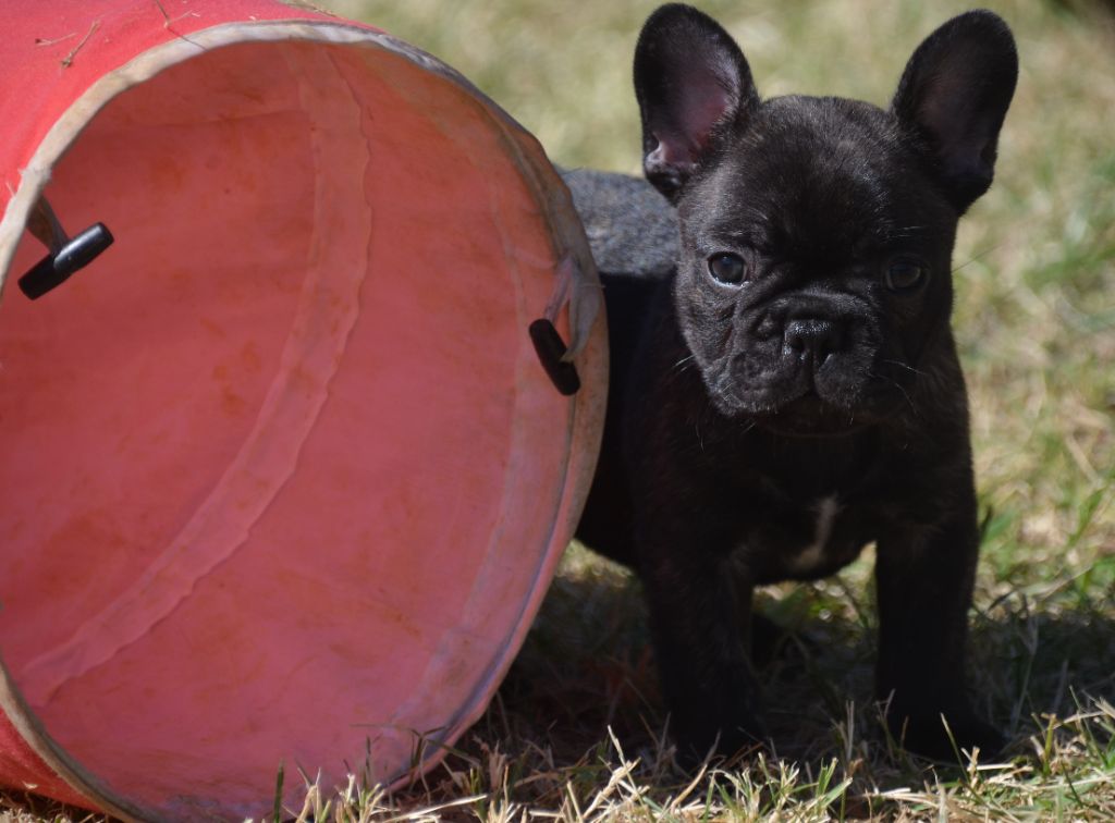des Nuits de Reves - Chiots disponibles - Bouledogue français