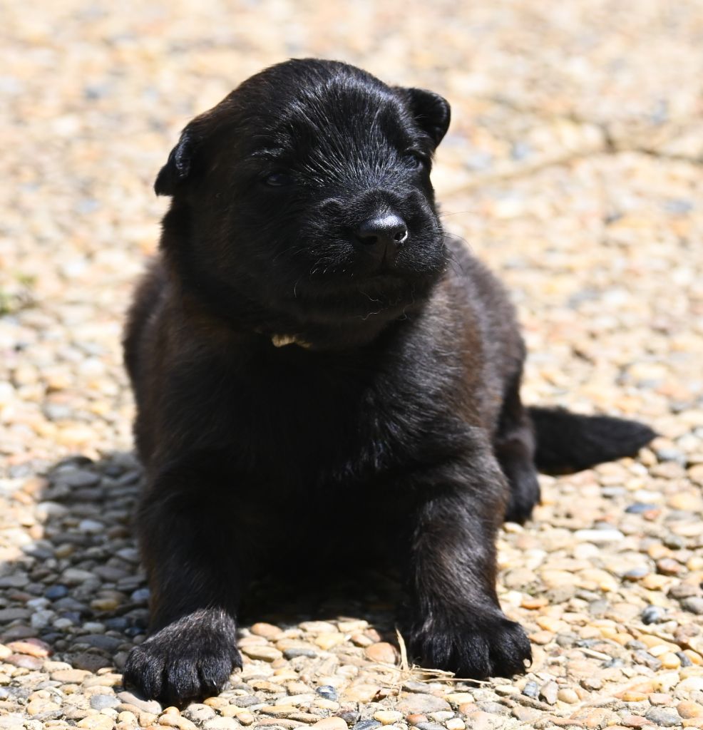 des Nuits de Reves - Chiots disponibles - Berger Belge