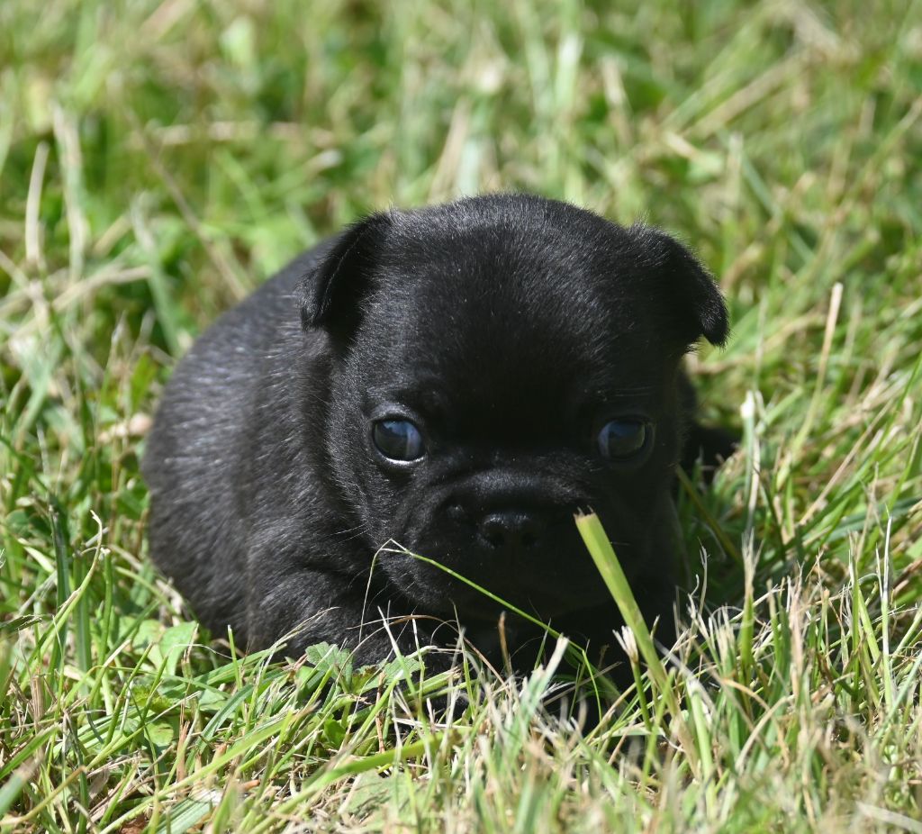 des Nuits de Reves - Chiots disponibles - Bouledogue français