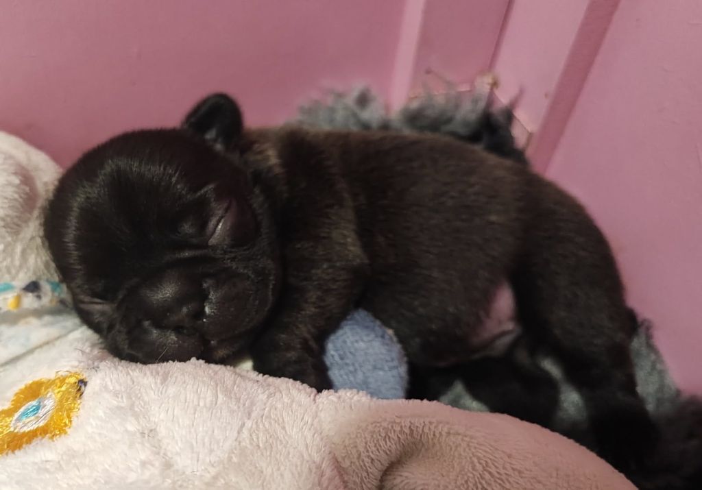 Chiot Bouledogue français des Nuits de Reves