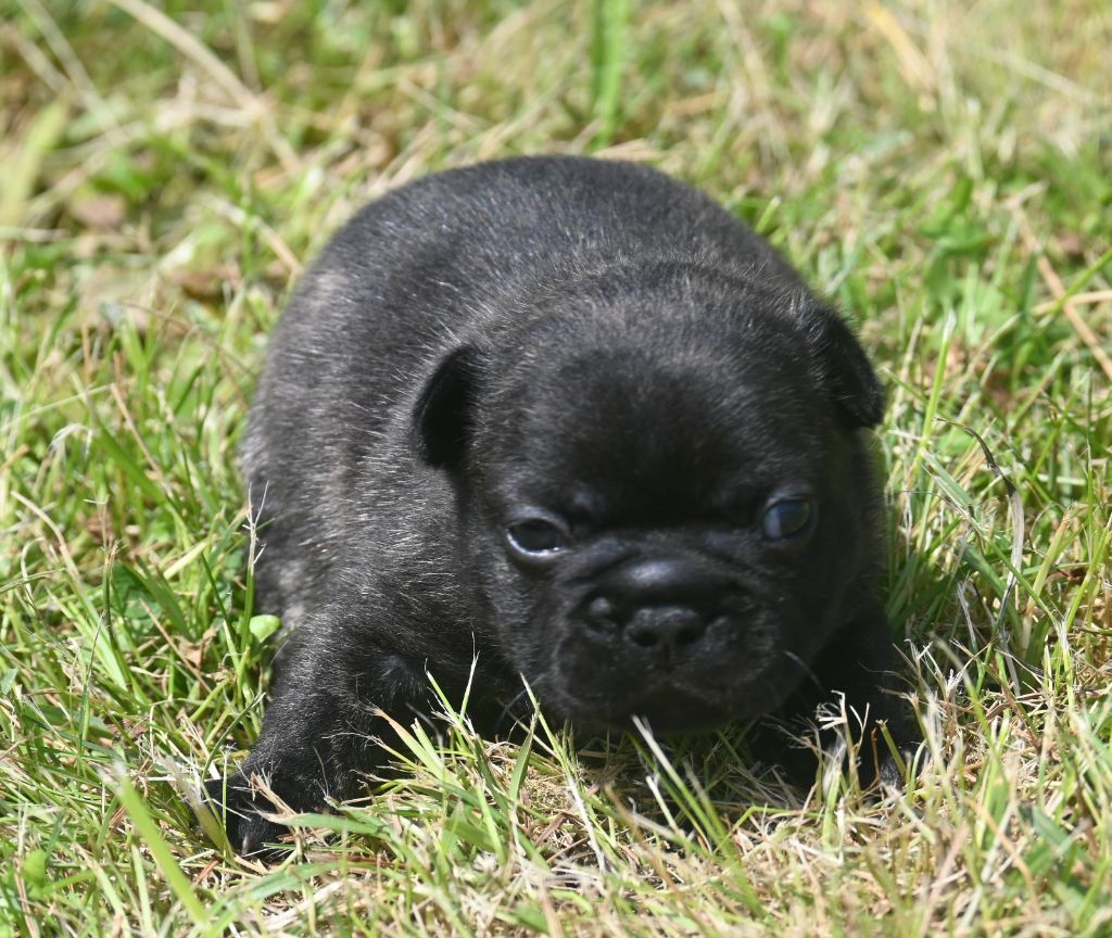des Nuits de Reves - Chiots disponibles - Bouledogue français