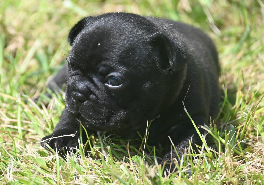 des Nuits de Reves - Chiots disponibles - Bouledogue français