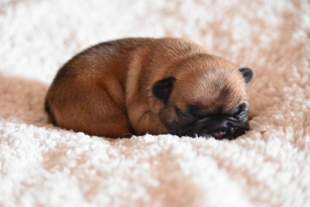 des Nuits de Reves - Chiots disponibles - Bouledogue français
