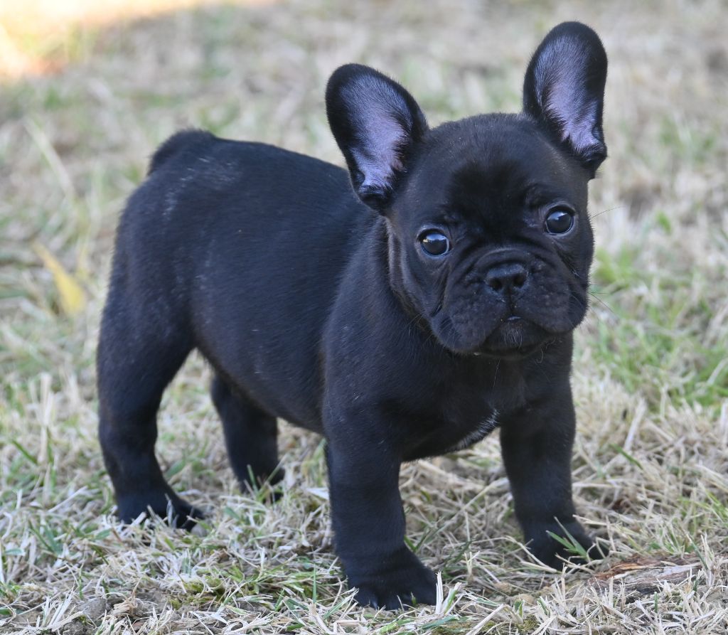 des Nuits de Reves - Chiots disponibles - Bouledogue français
