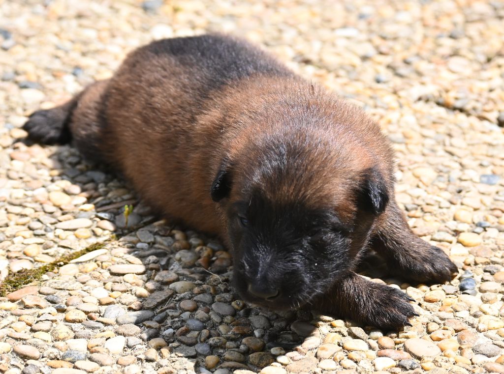 des Nuits de Reves - Chiots disponibles - Berger Belge